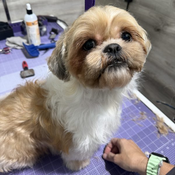 Grooming2