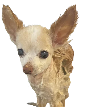 LittleWetDog (1)