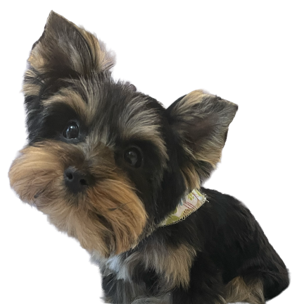 YorkieatCounter